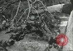 Image plaqueminier vergers Chihli Chine, 1928, de la seconde 46 séquences d'archives historiques vidéo 65675066288