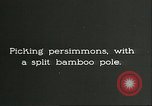 Immagine di Raccolto persimmon Chihli Cina, 1928, secondo 3 filmato di repertorio 65675066289