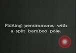 Immagine di Raccolto persimmon Chihli Cina, 1928, secondo 5 filmato di repertorio 65675066289