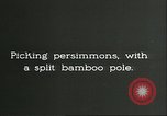 Immagine di Raccolto persimmon Chihli Cina, 1928, secondo 6 filmato di repertorio 65675066289