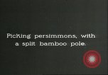 Immagine di Raccolto persimmon Chihli Cina, 1928, secondo 7 filmato di repertorio 65675066289