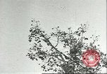 Immagine di Raccolto persimmon Chihli Cina, 1928, secondo 8 filmato di repertorio 65675066289