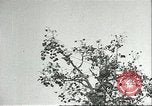 Immagine di Raccolto persimmon Chihli Cina, 1928, secondo 10 filmato di repertorio 65675066289