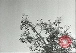 Immagine di Raccolto persimmon Chihli Cina, 1928, secondo 11 filmato di repertorio 65675066289