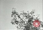 Immagine di Raccolto persimmon Chihli Cina, 1928, secondo 12 filmato di repertorio 65675066289