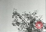 Immagine di Raccolto persimmon Chihli Cina, 1928, secondo 14 filmato di repertorio 65675066289