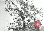Immagine di Raccolto persimmon Chihli Cina, 1928, secondo 15 filmato di repertorio 65675066289