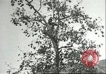 Immagine di Raccolto persimmon Chihli Cina, 1928, secondo 16 filmato di repertorio 65675066289