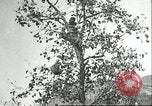 Immagine di Raccolto persimmon Chihli Cina, 1928, secondo 17 filmato di repertorio 65675066289