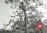 Immagine di Raccolto persimmon Chihli Cina, 1928, secondo 18 filmato di repertorio 65675066289