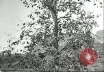 Immagine di Raccolto persimmon Chihli Cina, 1928, secondo 19 filmato di repertorio 65675066289