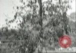 Immagine di Raccolto persimmon Chihli Cina, 1928, secondo 20 filmato di repertorio 65675066289
