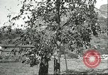Immagine di Raccolto persimmon Chihli Cina, 1928, secondo 21 filmato di repertorio 65675066289