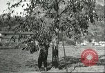 Immagine di Raccolto persimmon Chihli Cina, 1928, secondo 22 filmato di repertorio 65675066289