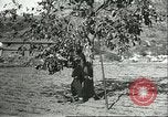 Immagine di Raccolto persimmon Chihli Cina, 1928, secondo 23 filmato di repertorio 65675066289
