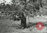 Immagine di Raccolto persimmon Chihli Cina, 1928, secondo 24 filmato di repertorio 65675066289