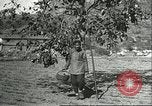 Immagine di Raccolto persimmon Chihli Cina, 1928, secondo 25 filmato di repertorio 65675066289