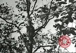 Immagine di Raccolto persimmon Chihli Cina, 1928, secondo 40 filmato di repertorio 65675066289