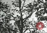 Immagine di Raccolto persimmon Chihli Cina, 1928, secondo 41 filmato di repertorio 65675066289
