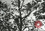 Immagine di Raccolto persimmon Chihli Cina, 1928, secondo 42 filmato di repertorio 65675066289