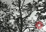 Immagine di Raccolto persimmon Chihli Cina, 1928, secondo 43 filmato di repertorio 65675066289