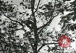 Immagine di Raccolto persimmon Chihli Cina, 1928, secondo 44 filmato di repertorio 65675066289