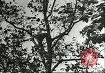 Immagine di Raccolto persimmon Chihli Cina, 1928, secondo 45 filmato di repertorio 65675066289