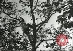 Immagine di Raccolto persimmon Chihli Cina, 1928, secondo 46 filmato di repertorio 65675066289