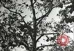 Immagine di Raccolto persimmon Chihli Cina, 1928, secondo 47 filmato di repertorio 65675066289