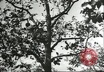 Immagine di Raccolto persimmon Chihli Cina, 1928, secondo 48 filmato di repertorio 65675066289