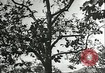 Immagine di Raccolto persimmon Chihli Cina, 1928, secondo 49 filmato di repertorio 65675066289