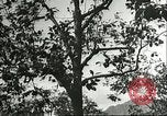 Immagine di Raccolto persimmon Chihli Cina, 1928, secondo 50 filmato di repertorio 65675066289