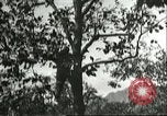 Immagine di Raccolto persimmon Chihli Cina, 1928, secondo 51 filmato di repertorio 65675066289