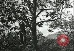 Immagine di Raccolto persimmon Chihli Cina, 1928, secondo 52 filmato di repertorio 65675066289