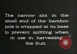 Immagine di Raccolto persimmon Chihli Cina, 1928, secondo 55 filmato di repertorio 65675066289
