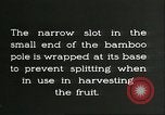 Immagine di Raccolto persimmon Chihli Cina, 1928, secondo 57 filmato di repertorio 65675066289