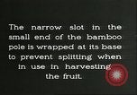 Immagine di Raccolto persimmon Chihli Cina, 1928, secondo 59 filmato di repertorio 65675066289