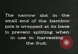Immagine di Raccolto persimmon Chihli Cina, 1928, secondo 60 filmato di repertorio 65675066289