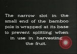 Immagine di Raccolto persimmon Chihli Cina, 1928, secondo 61 filmato di repertorio 65675066289