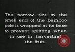 Immagine di Raccolto persimmon Chihli Cina, 1928, secondo 62 filmato di repertorio 65675066289