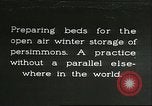 Image plaqueminier storage Chihli Chine, 1928, de la seconde 1 séquences d'archives historiques vidéo 65675066291