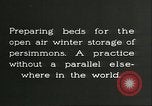 Image plaqueminier storage Chihli Chine, 1928, de la seconde 3 séquences d'archives historiques vidéo 65675066291