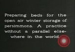 Image plaqueminier storage Chihli Chine, 1928, de la seconde 5 séquences d'archives historiques vidéo 65675066291