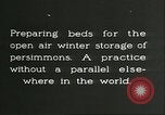 Image plaqueminier storage Chihli Chine, 1928, de la seconde 7 séquences d'archives historiques vidéo 65675066291