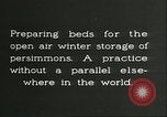Image plaqueminier storage Chihli Chine, 1928, de la seconde 8 séquences d'archives historiques vidéo 65675066291