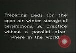 Image plaqueminier storage Chihli Chine, 1928, de la seconde 9 séquences d'archives historiques vidéo 65675066291