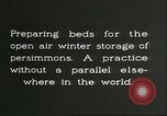 Image plaqueminier storage Chihli Chine, 1928, de la seconde 10 séquences d'archives historiques vidéo 65675066291