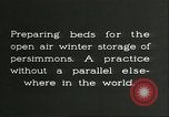Image plaqueminier storage Chihli Chine, 1928, de la seconde 11 séquences d'archives historiques vidéo 65675066291