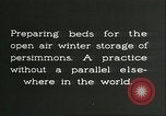 Image plaqueminier storage Chihli Chine, 1928, de la seconde 12 séquences d'archives historiques vidéo 65675066291