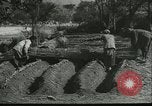 Image plaqueminier storage Chihli Chine, 1928, de la seconde 14 séquences d'archives historiques vidéo 65675066291